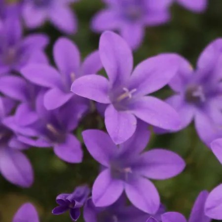 Del Corso Bed and breakfast 4*