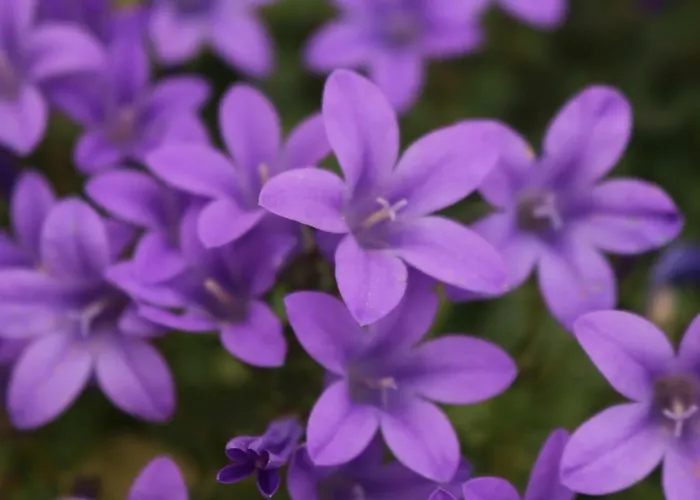 Del Corso Bed and Breakfast 4*